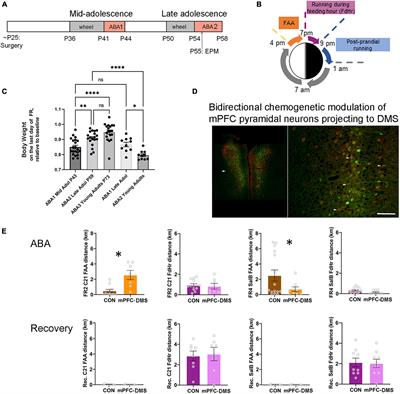 Pathway-specific GABAergic inhibition contributes to the gain of resilience against anorexia-like behavior of adolescent female mice